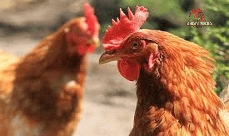 Mengungkap Rahasia Ayam Isa Brown Sebagai Petelur Super
