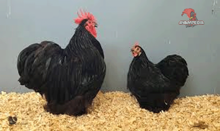 Mengungkap Rahasia Ayam Pekin