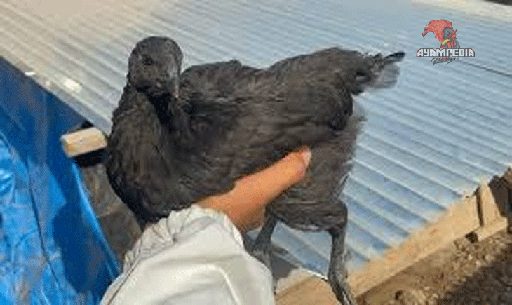 Mengungkap Rahasia Ayam creole