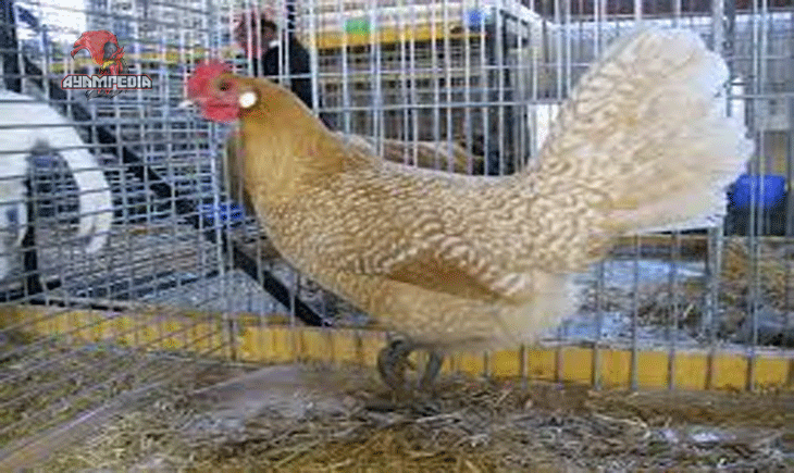 Rahasia Daya Tahan dan Produktivitas Ayam Friesian yang Mengagumkan