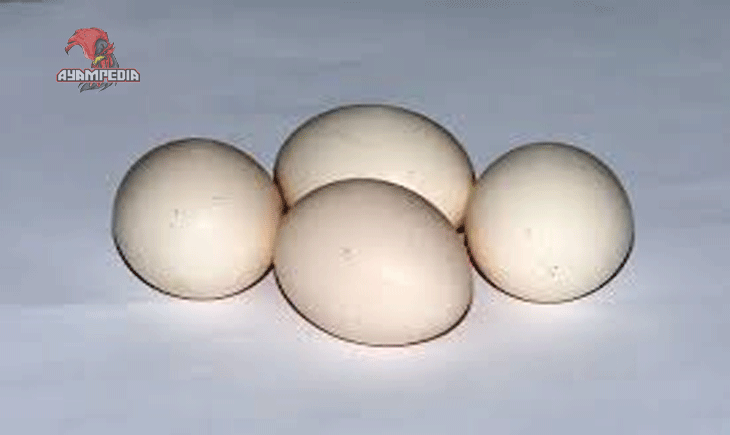 Mengenal Telur Ayam Kampung, Lebih Alami dan Kaya Nutrisi