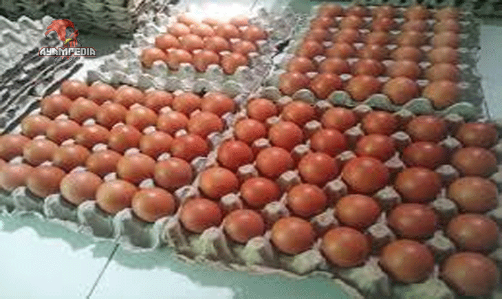 Mengenal Telur Ayam Negeri Coklat, Pilihan Bergizi untuk Keluarga