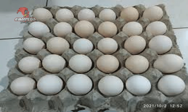 Telur Ayam Arab, Alternatif Telur Bergizi dengan Rasa Lezat