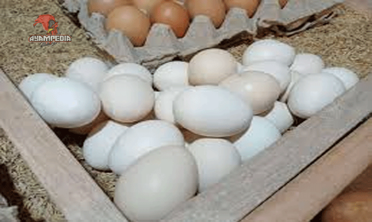 Telur Ayam Negeri Putih, Pilihan Ekonomis dengan Gizi Lengkap