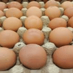 Telur Ayam Segar Berkualitas, Lezat, dan Bernutrisi Tinggi