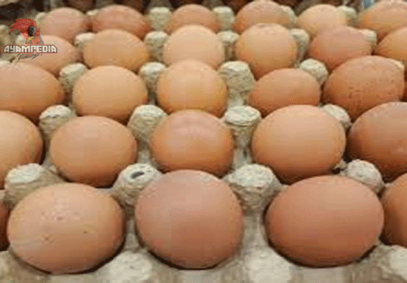 Telur Ayam Segar Berkualitas, Lezat, dan Bernutrisi Tinggi