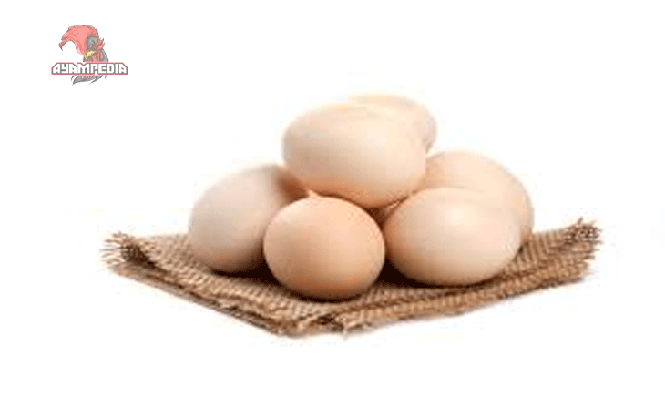 Keunggulan Telur Ayam Kampung Organik Dibanding Telur Biasa