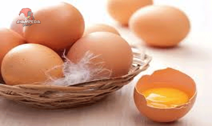 Keunggulan Telur Ayam Organik Dibanding Telur Biasa