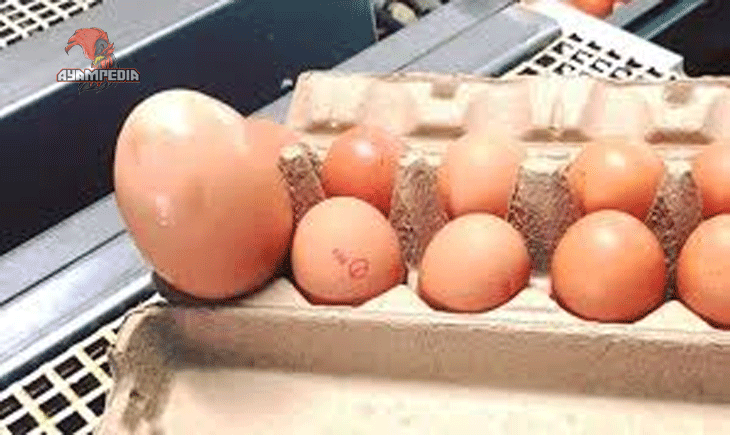 Manfaat Telur Ayam Besar sebagai Sumber Protein Tinggi