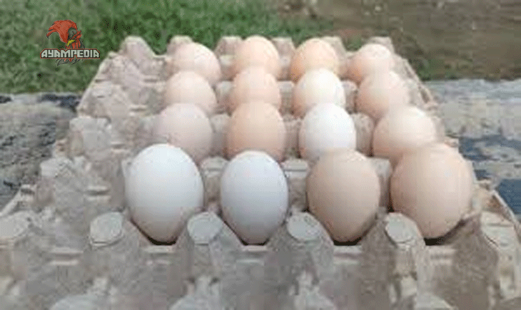 Manfaat Telur Ayam Kampung Lokal untuk Kesehatan Tubuh