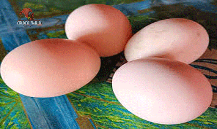Manfaat Telur Ayam Kampung Super untuk Kesehatan Keluarga
