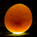 Mengenal Telur Ayam Fertil atau Telur Tunas Dunia Peternakan