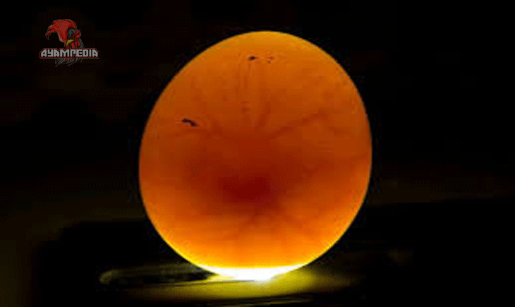 Mengenal Telur Ayam Fertil atau Telur Tunas Dunia Peternakan