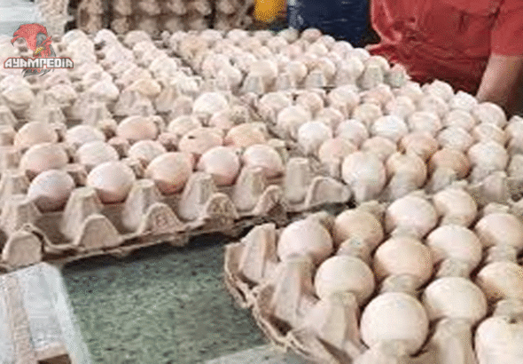 Telur Ayam Infertil, Apakah Aman dan Layak Dikonsumsi