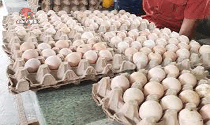 Telur Ayam Infertil, Apakah Aman dan Layak Dikonsumsi