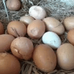 Telur Ayam Retak, Boleh Dikonsumsi atau Sebaiknya Dihindari?