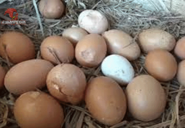 Telur Ayam Retak, Boleh Dikonsumsi atau Sebaiknya Dihindari?