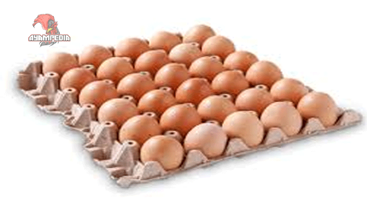 Telur Ayam Sedang dan Manfaatnya Sumber Protein Harian